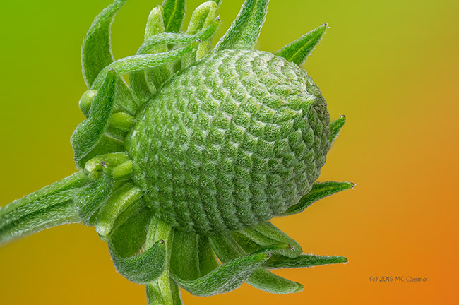 Grey Head Coneflower